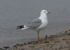 Ring-billed Gull at Rossi's Ice Cream, Westcliff (Steve Arlow) (86930 bytes)